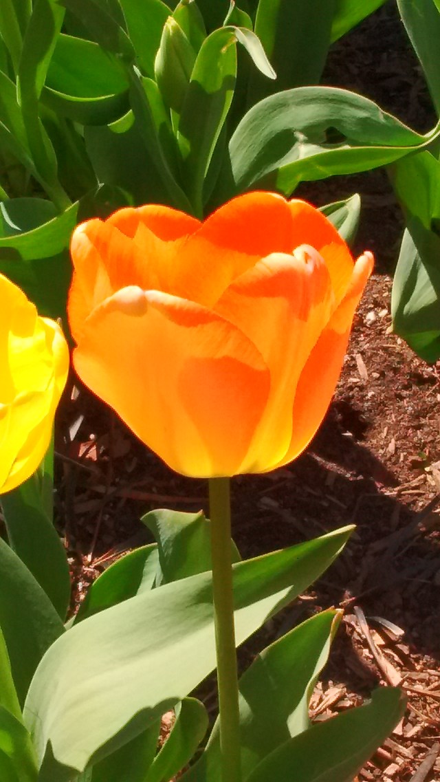 IMG_20160413_123254046