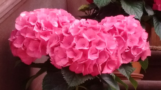 IMG_20160428_100133407