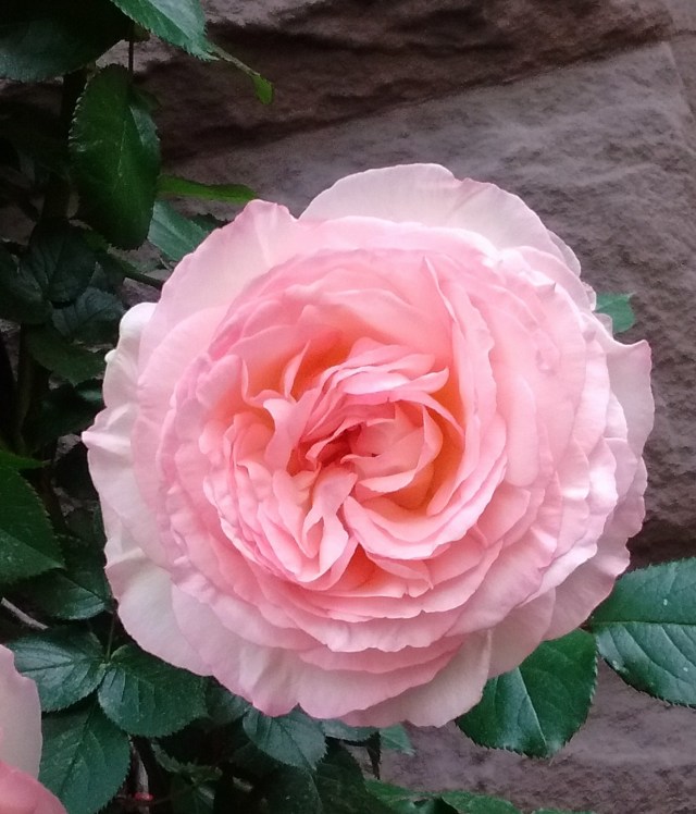 IMG_20160526_094010906 (1)